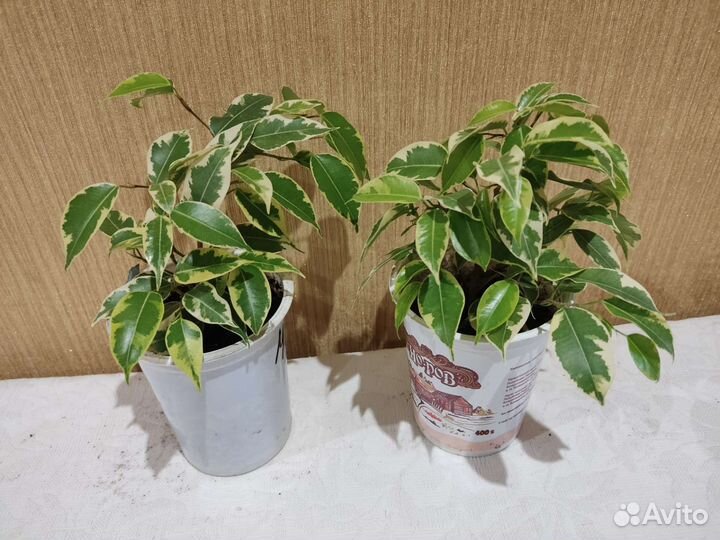 Фикусы Кинки