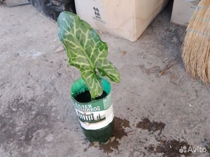 Аронник итальянский Драконова Лилия