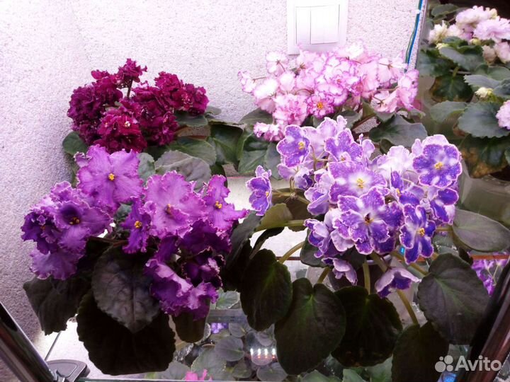 Детки сортовых фиалок