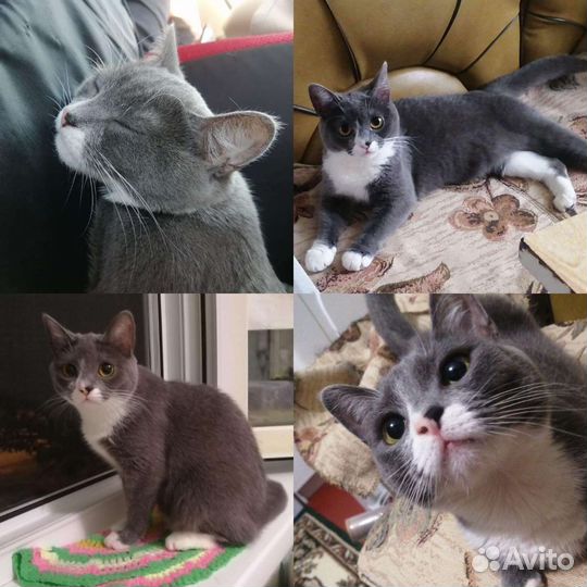 Кошка в дар бесплатно