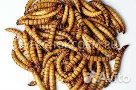 Личинки жука чернотелки