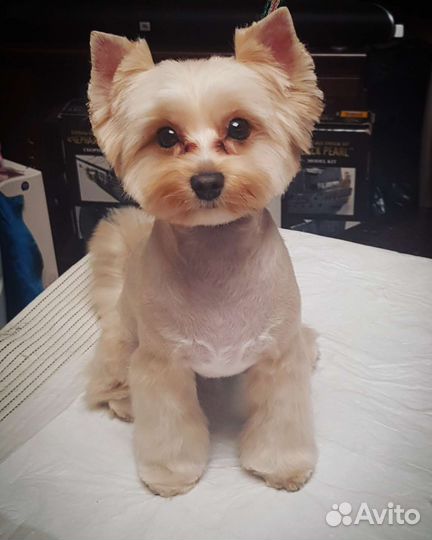 Груминг (стрижка) собак, только с выездом на дом