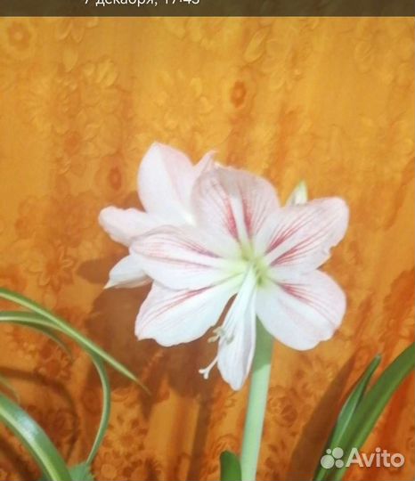 Продаются детки гиппиаструмов