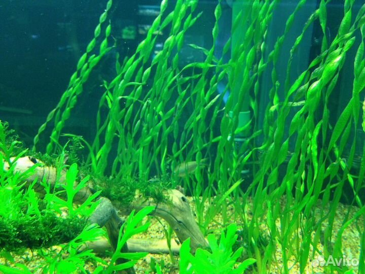 Рыбки гуппи, растения,креветки, меченосцы