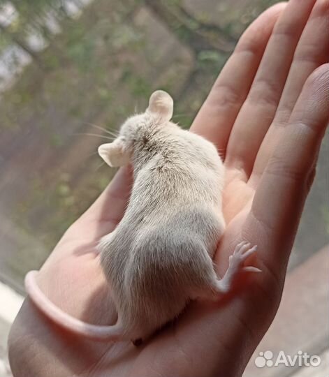 Мышь с клеткой и нужностями