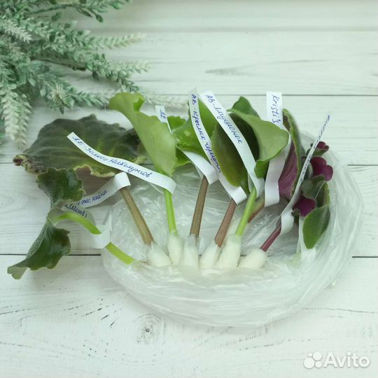 Набор листиков сортовых фиалок 10 шт. или 5 шт