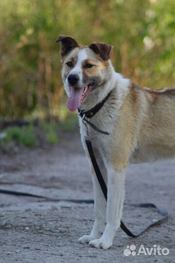 Собака в добрые руки (девочка) приют 