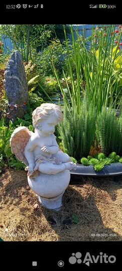 Аир вариегатный и другие водные растения