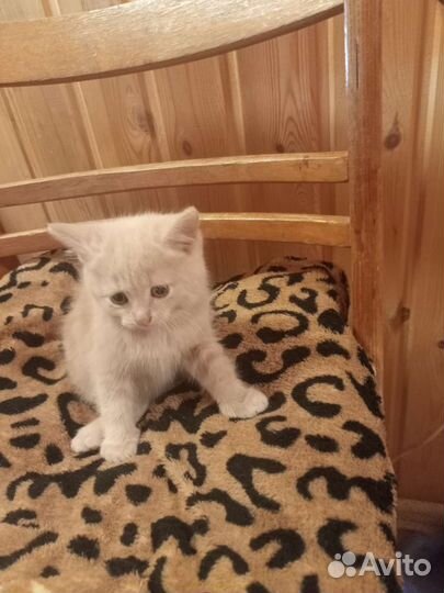 Кошка в дар бесплатно