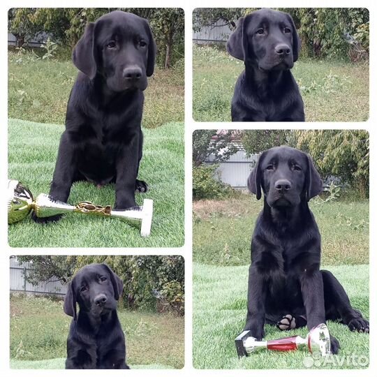 Щенки лабрадора. Все окрасы. Питомник