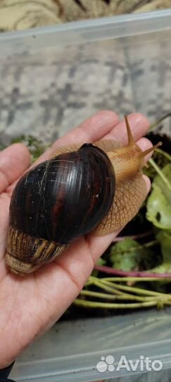 Улитки ахатины