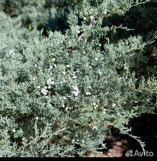 Можжевельник виргинский Грей Оул