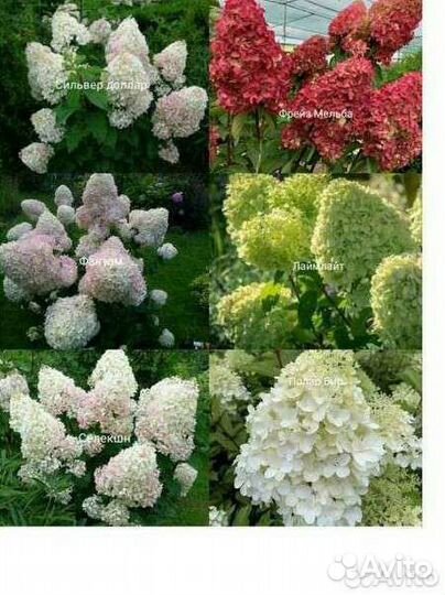 Гортензия метельчатая в ассортименте