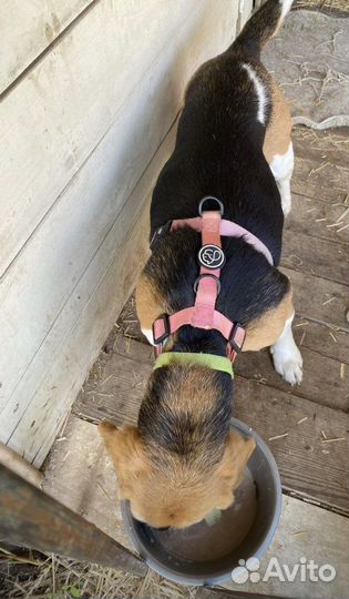 Шлейка для собаки