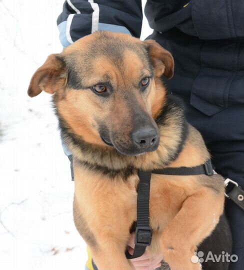 Собака из приюта в добрые руки бесплатно