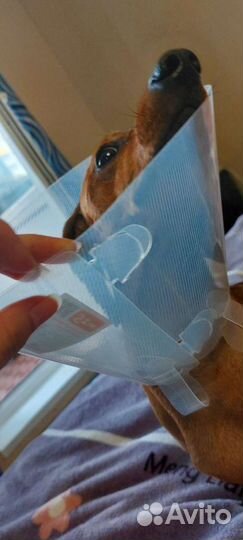 Воротник послеоперационный для собаки 20 см