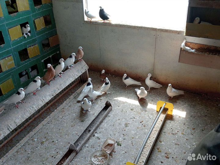 Голуби на продажу