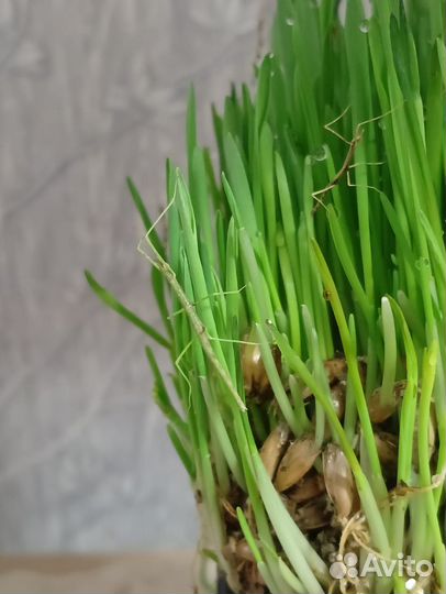 Аннамские палочники