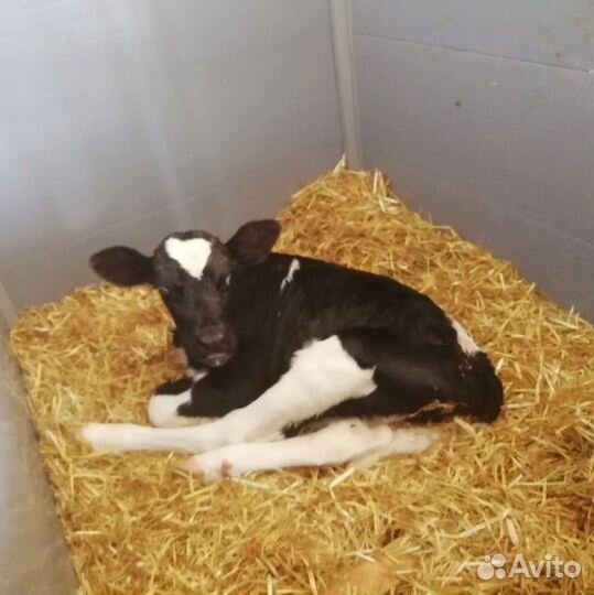 Бычки 1 месяц