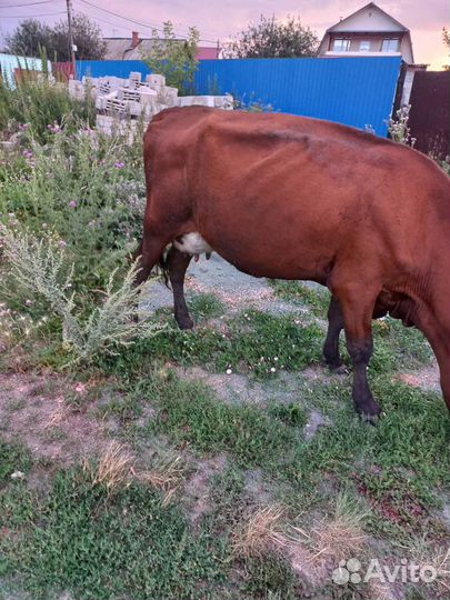 Коровы дойные