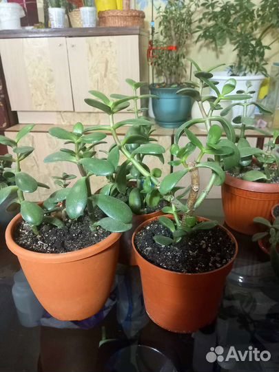 Крассула толстянка