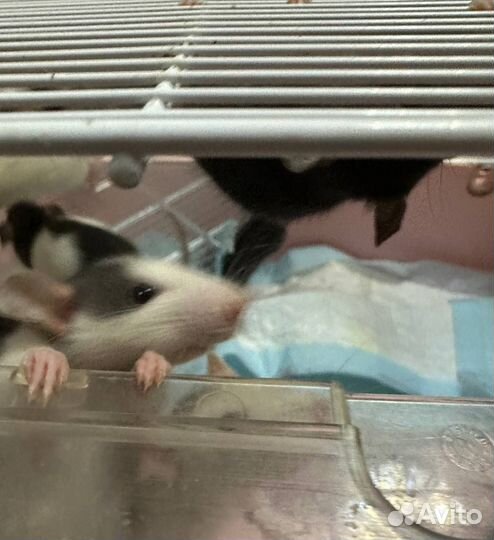 Крысята, крысы