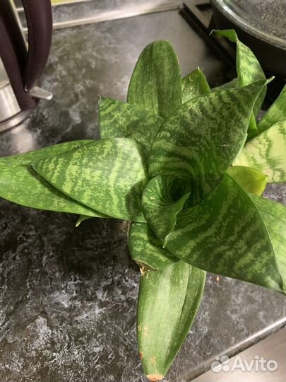 Сансевиерия