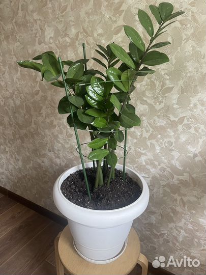 Замиокулькас