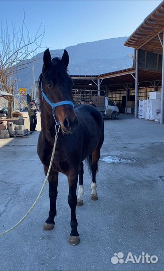 Жеребец орловский рысак