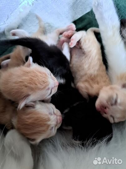 Котята в добрые руки бесплатно