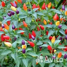 Рассада острого домашнего перца и жгучего Огонек