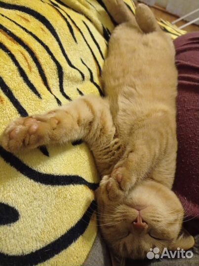 Котенок 4 мес(помесь от шотландской кошки)