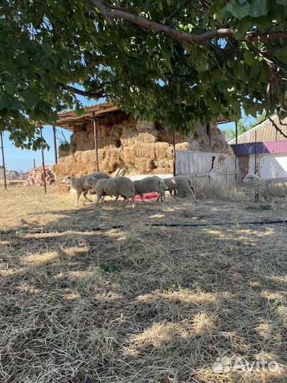 Овцы ягнята