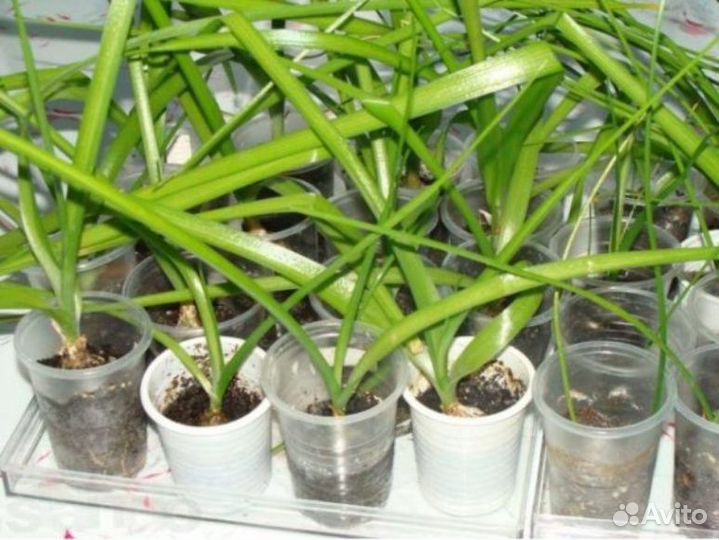 Индийский лук или птицемлечник хвостатый