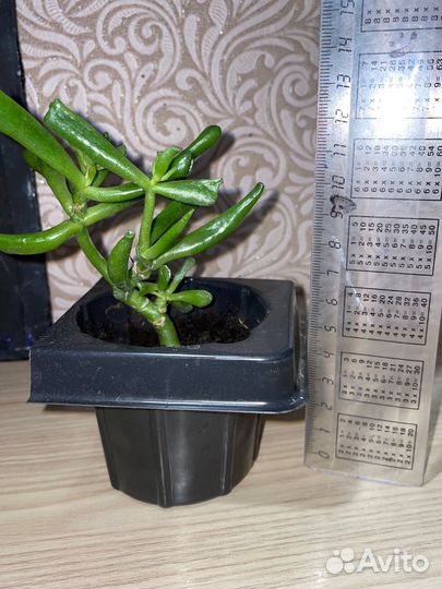 Красула толстянка