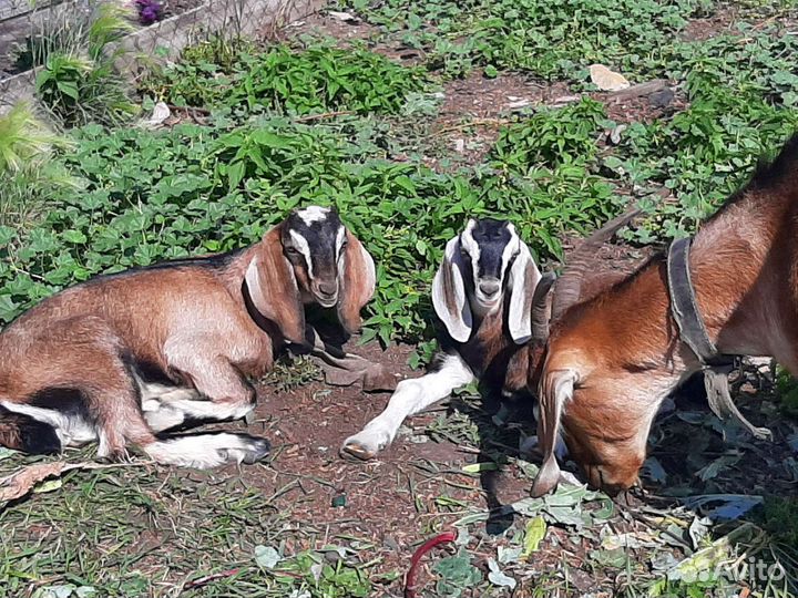 Козлики англо нубийские