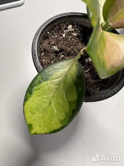 Хойя аустралис лиза