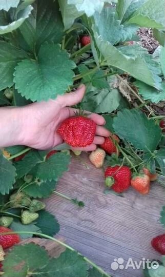 Клубника Гигантелла предзаказ на май