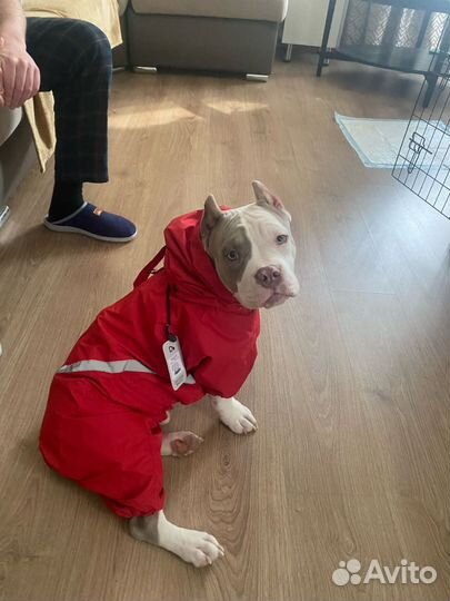 Комбинезон для собак