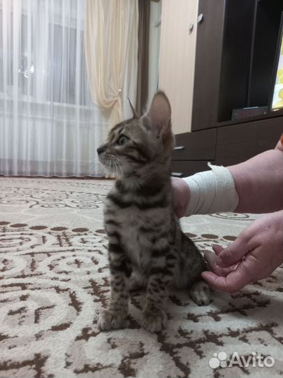 Бенгальская