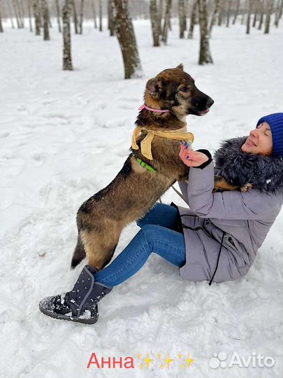 Щенок Тиша ищет дом