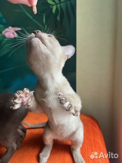 Котята бурманской кошки