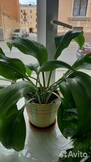 Эухарис амазонская лилия