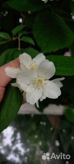 Саженцы Жасмина