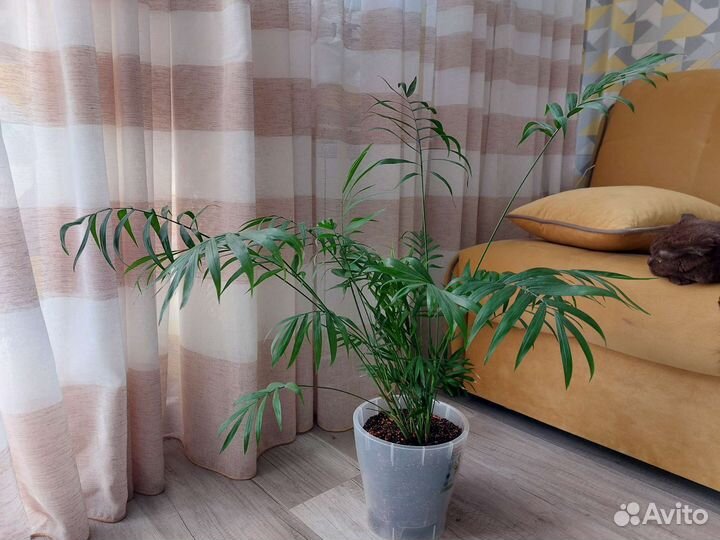 Комнатные растения пальма хамедорея