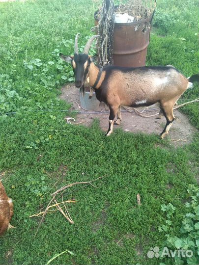 Козы дойной породы