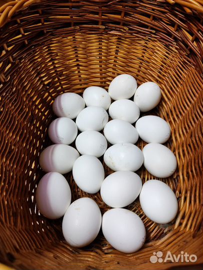 Яйцо инкубационное кур породы Леггорн
