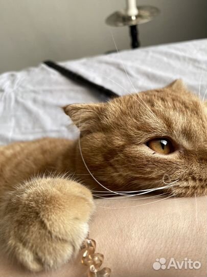 Кот