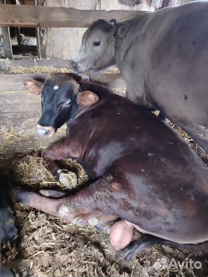 Быки на мясо