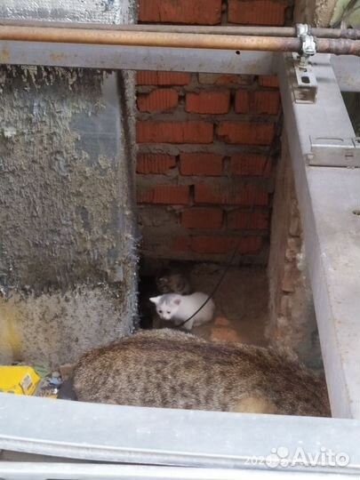 Кошка с котятами, передержка или дом